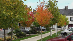 Place de la mairie en automne (3) R